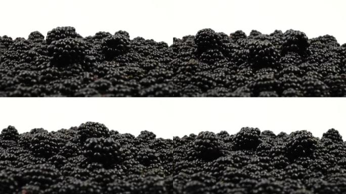 一堆新采摘的黑莓在白色背景
