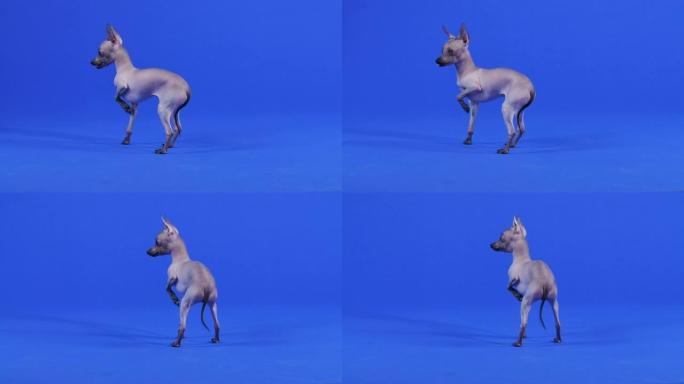 侧视图的Xoloitzcuintle站与举起的左爪在工作室在一个蓝色的背景。那只狗走了几步，转过身来