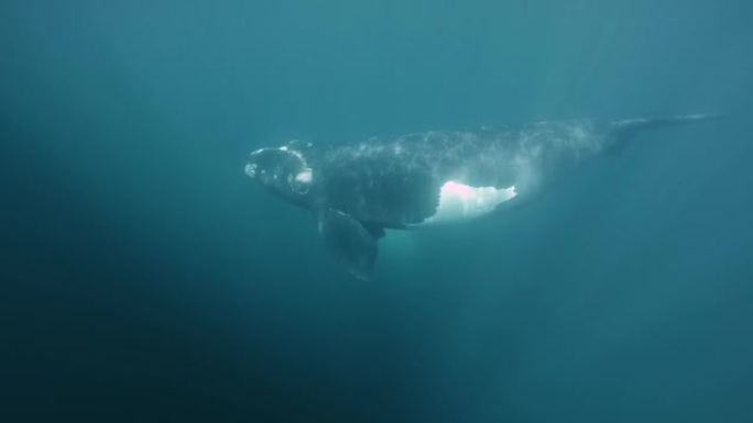 南露脊鲸在水下射击慢动作