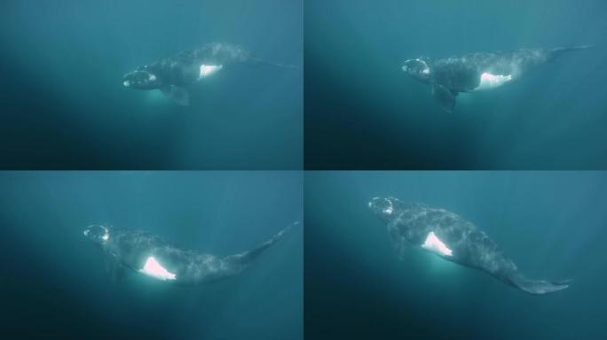 南露脊鲸在水下射击慢动作
