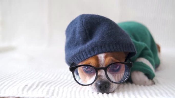 4k.戴眼镜的小吉娃娃狗，hoody看着相机，躺在沙发上。