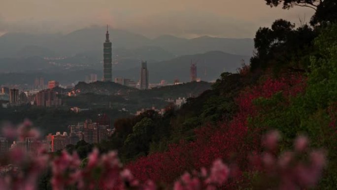 台湾春天的台北市容樱花