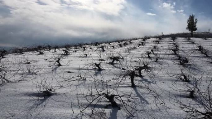 阳光明媚的冬日白雪覆盖的葡萄园