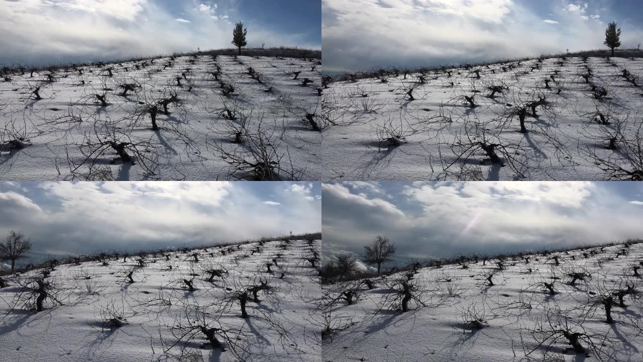 阳光明媚的冬日白雪覆盖的葡萄园