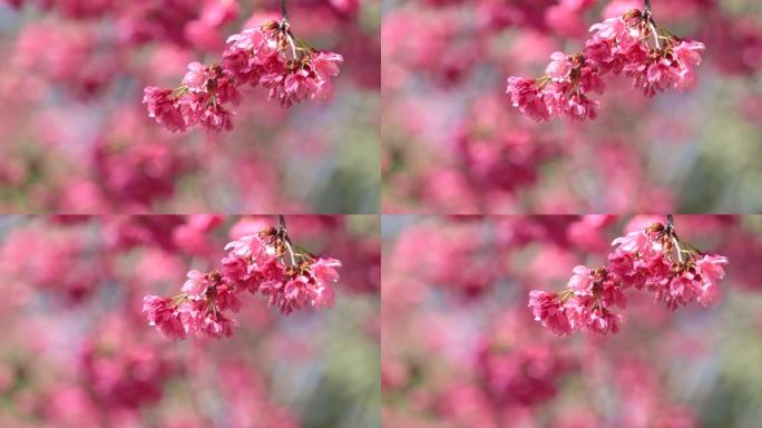春天深粉色美丽的樱花樱花。