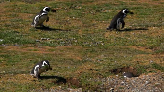 麦哲伦企鹅，Spheniscus，Isla Magdalena，麦哲伦海峡，智利