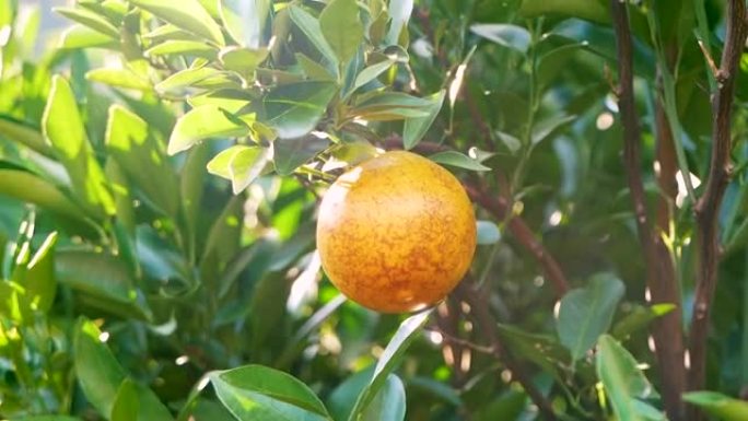 早上园丁在橘子园里亲手采摘橘子的特写镜头。