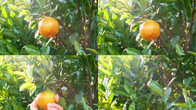 早上园丁在橘子园里亲手采摘橘子的特写镜头。