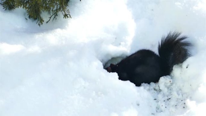 黑松鼠在雪地里挖食物