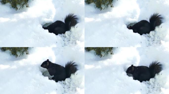 黑松鼠在雪地里挖食物