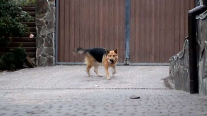 一只德国牧羊犬在院子里发现了一根骨头，正在搬运它。快乐的狗愉快地咀嚼食物。狗咀嚼骨头，磨掉毒牙。