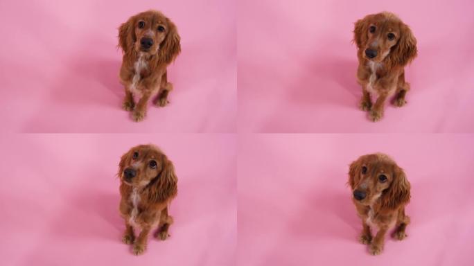 粉红色背景下工作室里可爱的英国可卡犬的俯视图。宠物抬起头坐着，看着相机。慢动作。特写