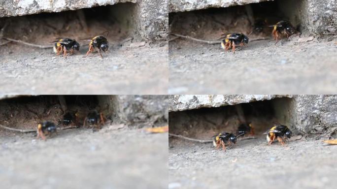 大黄蜂在地面浅尾下的巢穴 (Bombus Terrestris)