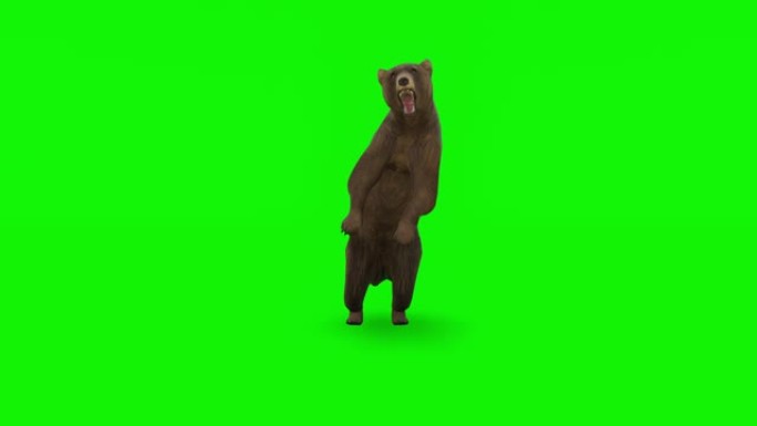 垂死的熊-高质量、色键和可循环