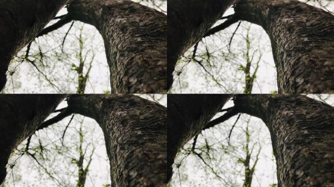 4K-从两棵树的树干向另一个维度开放的窗户