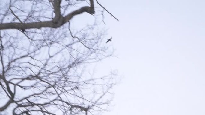 单乌鸦鸟在冬季风景秀丽的森林中飞行