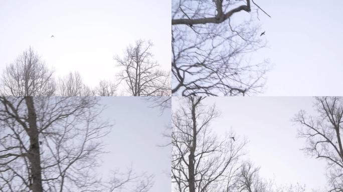 单乌鸦鸟在冬季风景秀丽的森林中飞行