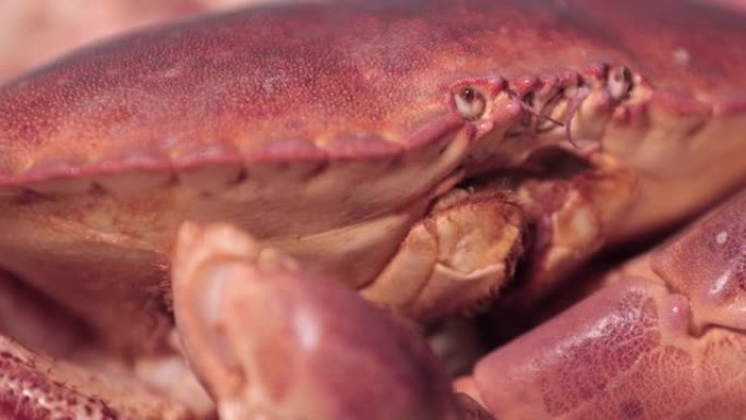 一只活着的红蟹的特写镜头