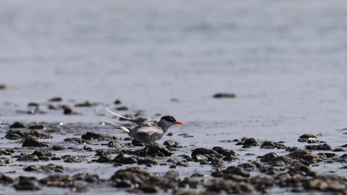 黄嘴河燕鸥在大盈江石滩上梳理羽毛