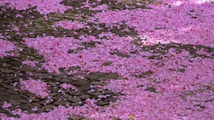 樱花樱花花瓣自然春天粉色背景