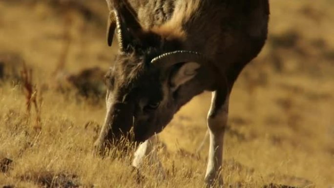 Argali, or mountain sheep, kachkar (lat. Ovis ammo