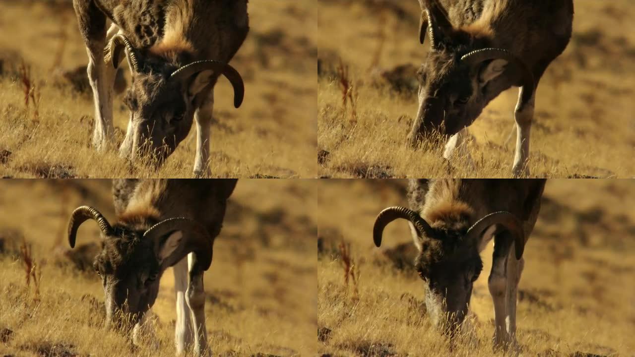 Argali, or mountain sheep, kachkar (lat. Ovis ammo