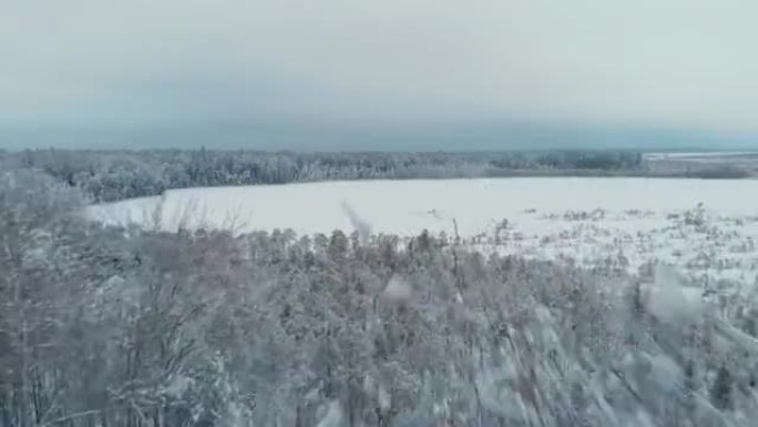 在针叶林地区的雪中，无人机在冰冻的树木上飞行，碰到树梢