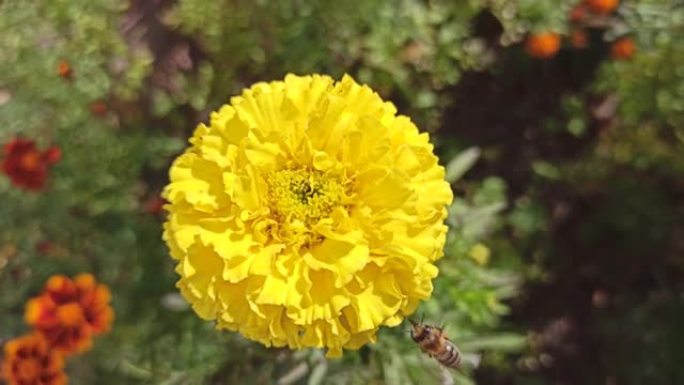 蜜蜂在黄色的塔格里采集花蜜。蜜蜂在黄花上爬行