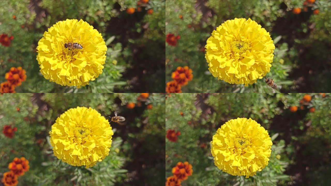 蜜蜂在黄色的塔格里采集花蜜。蜜蜂在黄花上爬行