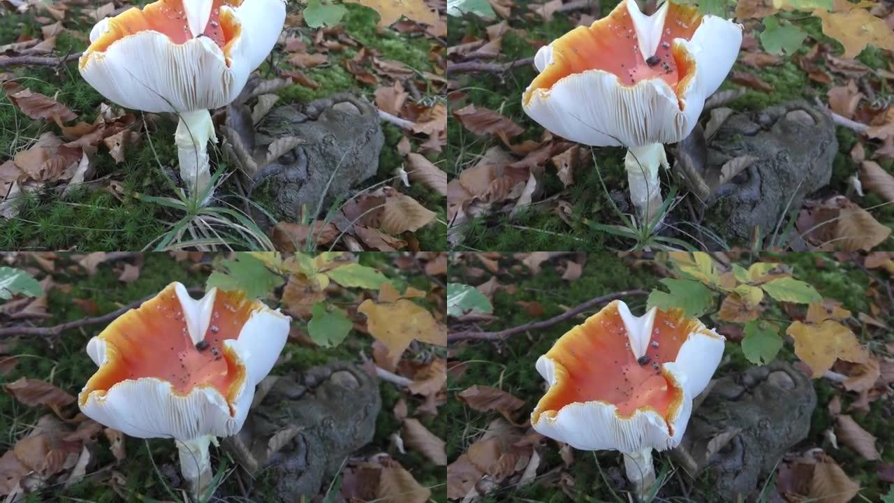 美丽的伞菌(或飞木耳蘑菇)在奥地利森林