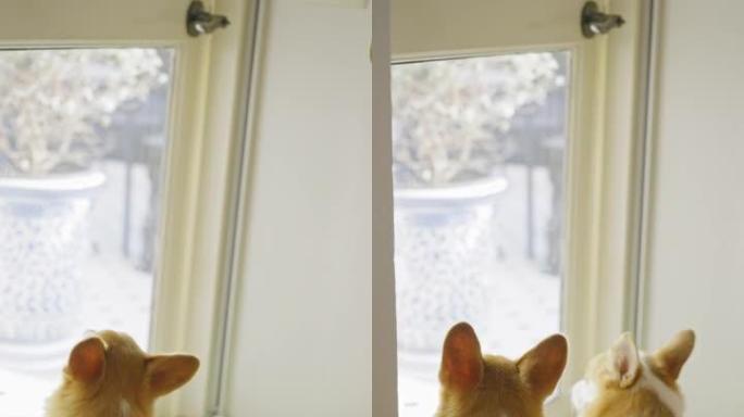两只幼小的动物，柯基犬，坐着，看着房子的门口，等着主人带着希望回来，直到他回来