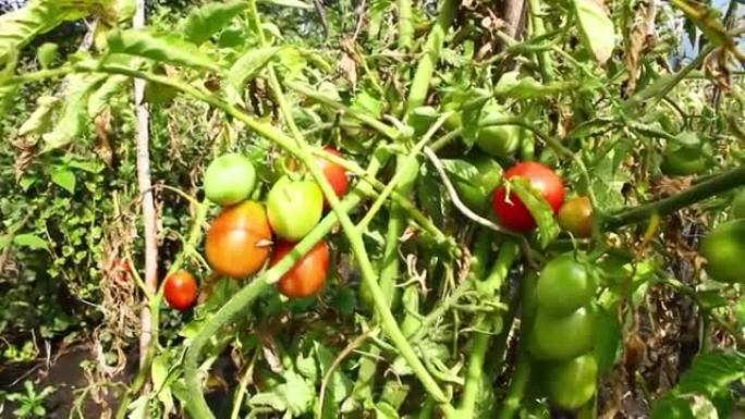种植切丽西红柿。一束地种植西红柿。