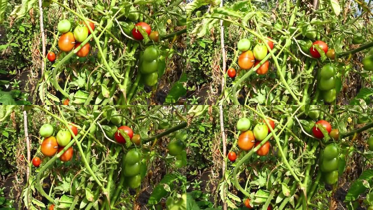 种植切丽西红柿。一束地种植西红柿。