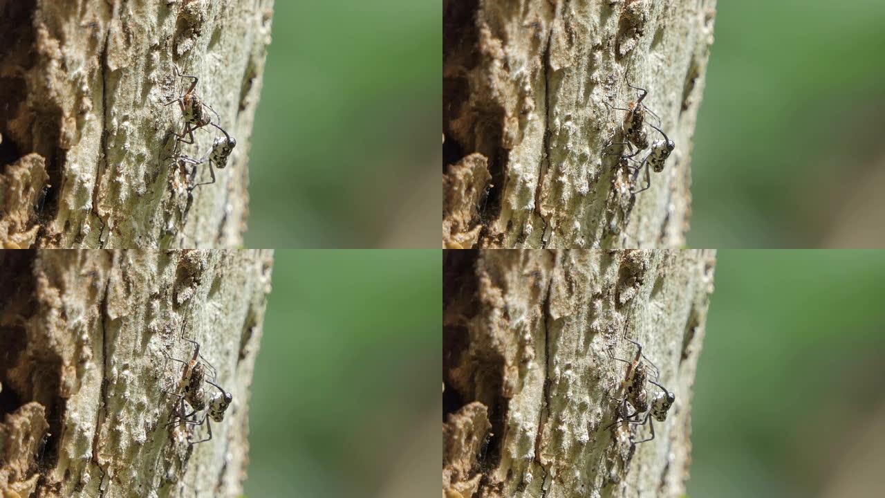 树上的针孔虫甲虫
