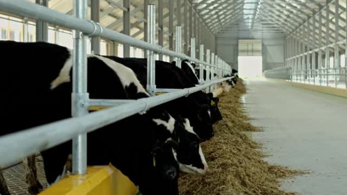 成群的母牛站在摊位上并在工业农场的大伯里吃饭时咀嚼草料