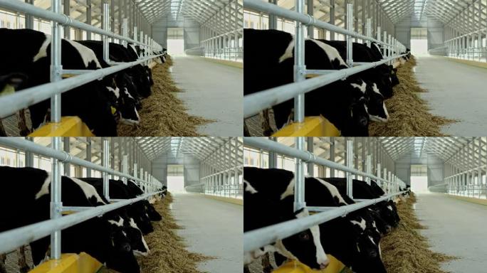 成群的母牛站在摊位上并在工业农场的大伯里吃饭时咀嚼草料