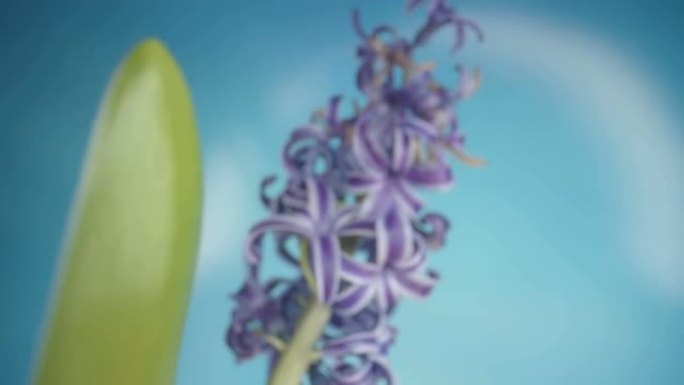 风信子植物的紫色卷花