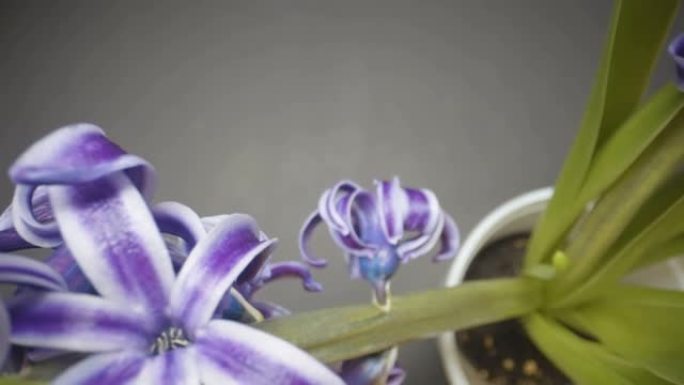 花盆上的紫色花朵称为风信子