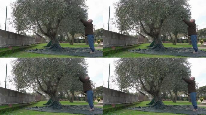 农民从自己的橄榄园林中收获成熟的橄榄，园丁使用手动梳子采摘橄榄谷物并扔在收割网中。收集橄榄以获得进一
