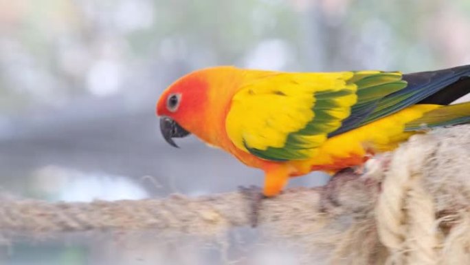 彩色黄色橙色绿色爱鸟在绳子上行走，在笼子里通过相机平移特写鸣叫