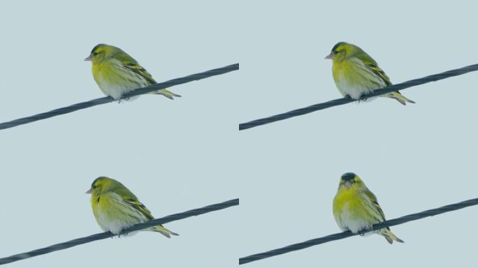 鸟-欧亚Siskin (Spinus spinus) 雄性坐在电线上休息。