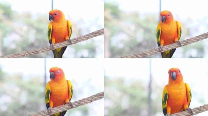 关闭彩色黄色橙色绿色爱鸟鸣叫站在笼子里的绳子上