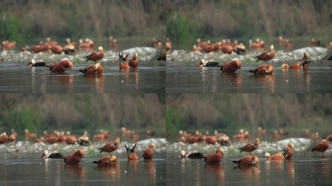 鲁迪·谢尔达克 (Tadorna ferruginea) 在湖中慢动作游泳