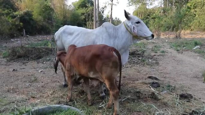 母牛和母牛在一起。