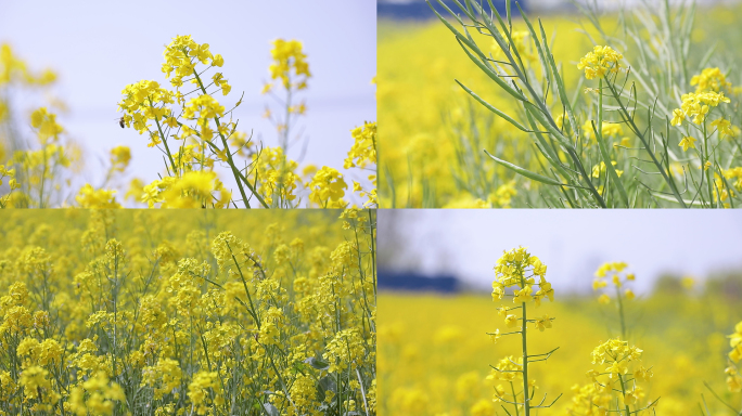 油菜花 视频素材