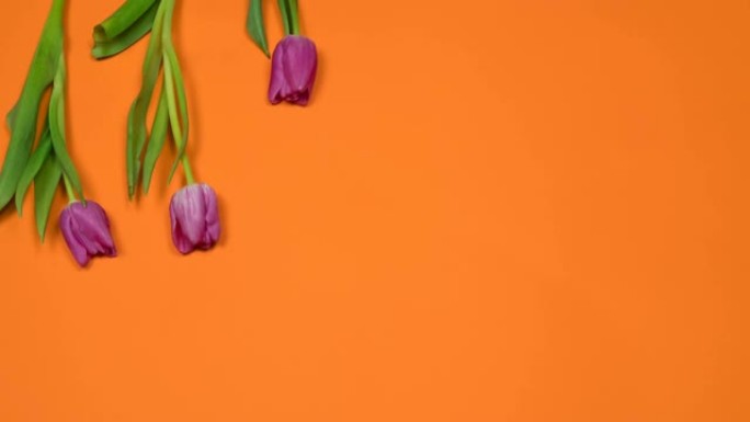 橙色背景下从上到下生长的七种有机紫色郁金香的定格动画