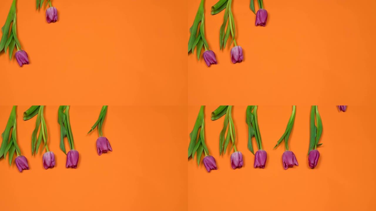 橙色背景下从上到下生长的七种有机紫色郁金香的定格动画