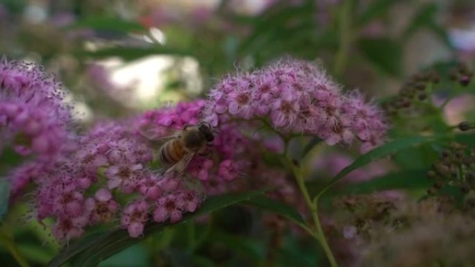 蜜蜂以超慢动作从花朵中收集花粉。