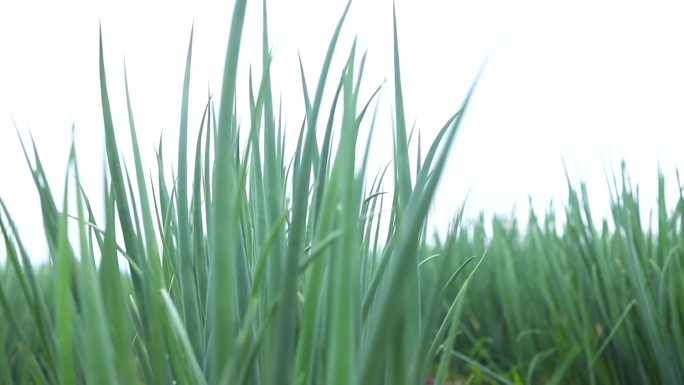 农业种植蔬菜小葱