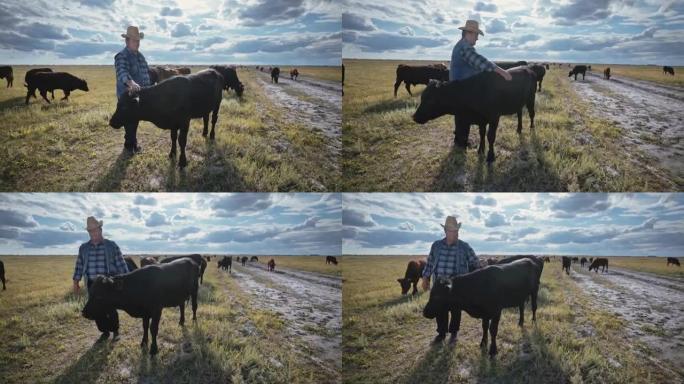 快乐的牧场主抚摸一头公牛。牧场里的一群小公牛。牛。农业。